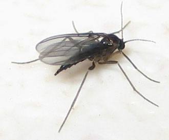 Fungus gnat
