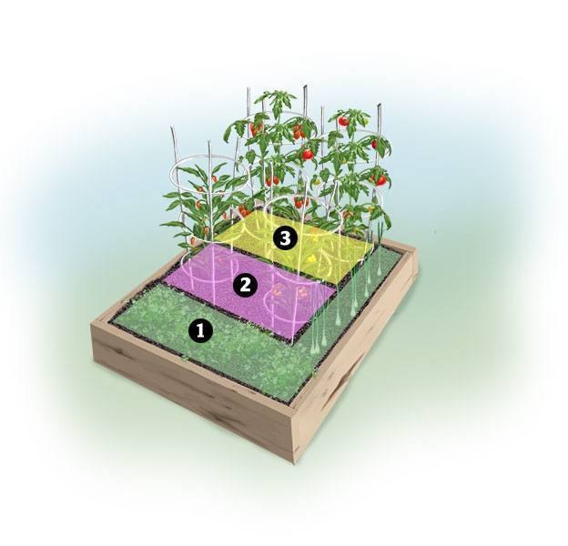 Salsa garden planting