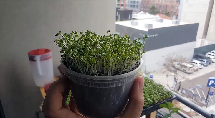 Growing pak choi microgreens