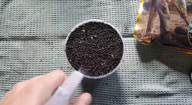 Planting Kale microgreens
