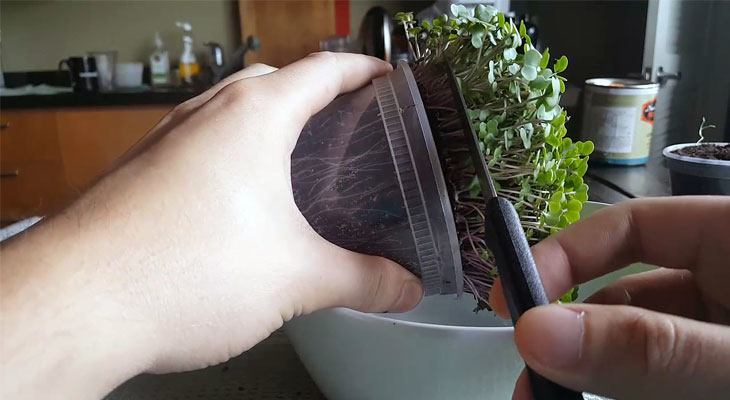Harvesting kale microgreens