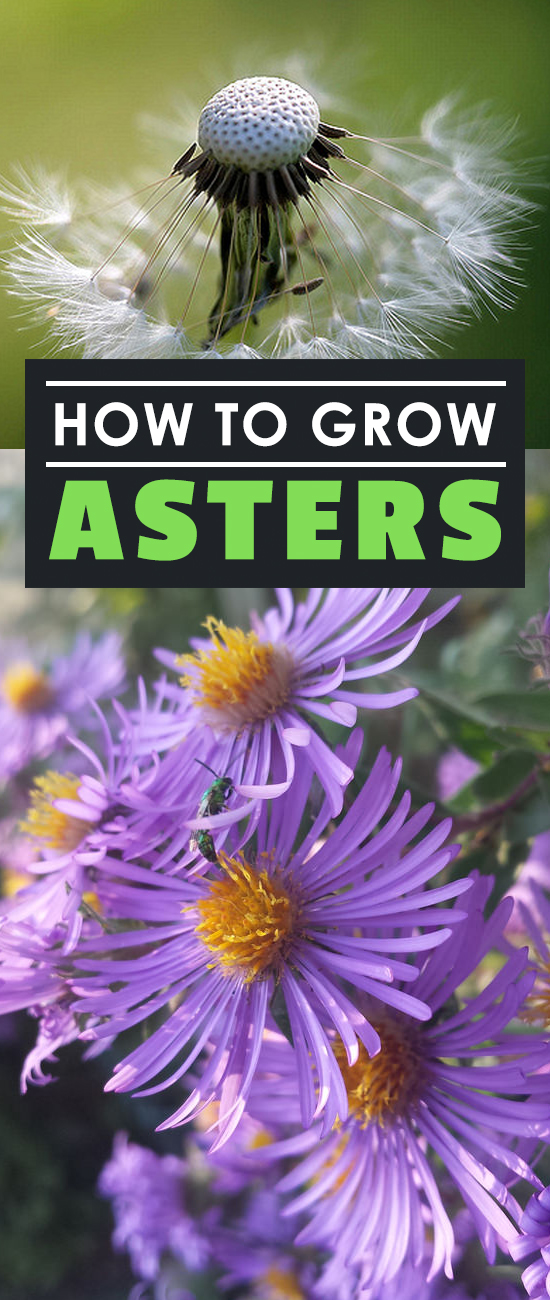 Growing asters is a great way to get started in flower gardening. Asters are very easy to grow and a beautiful addition to a summer garden!