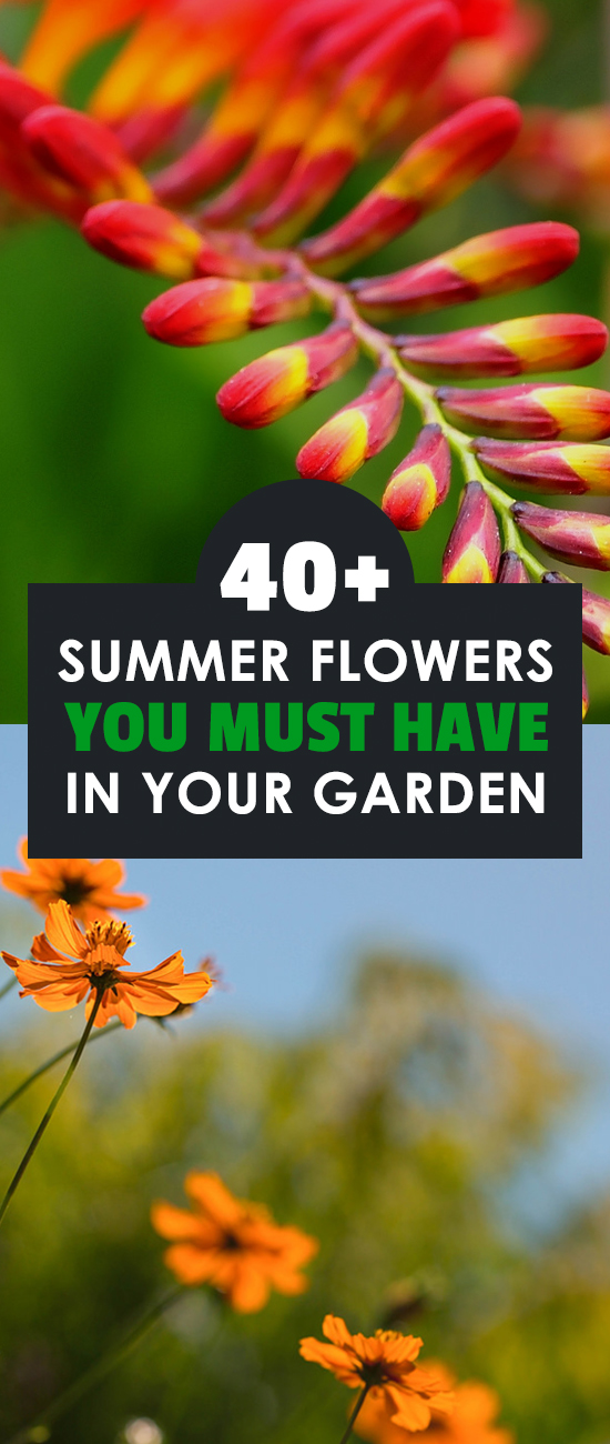 Learn how to grow perennial flowers that bloom all summer, including summer flower images and growing tips.