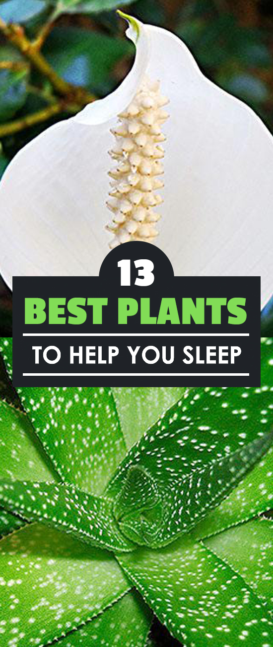 13 Best Plants to Help You Sleep