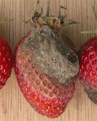Botrytis on Strawberry