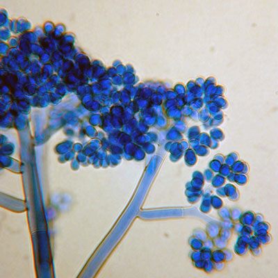 A close up of botrytis cinerea