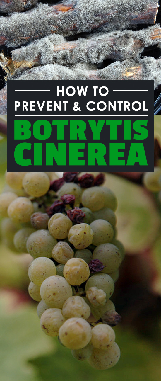 Botrytis cinerea goes by many names: grey mold, ash mold, or the ghost spot. Whatever you call it, it's deadly for your plants, so learn how to prevent it!