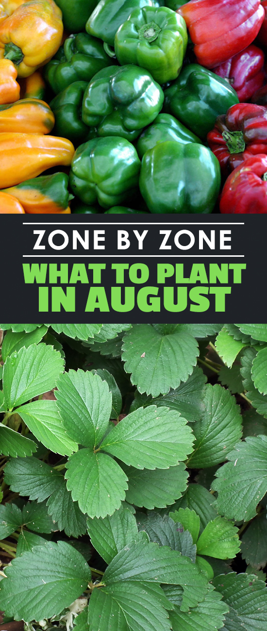 Get a head start on your fall garden by learning what to plant in august for your particular USDA Hardiness Zone.