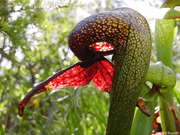 Carnivorous plants without digestive enzymes