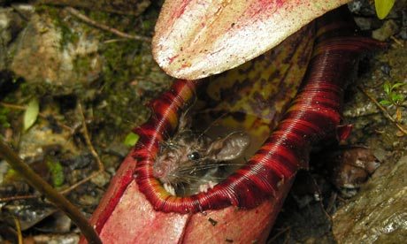 Are carnivorous plants harmful to humans?