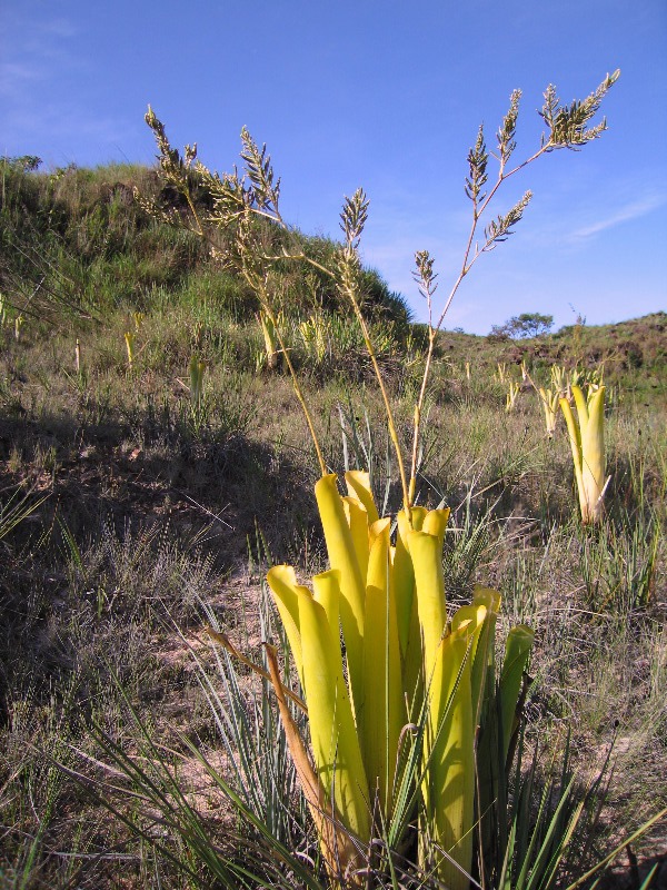 Carnivorous bromeliad?