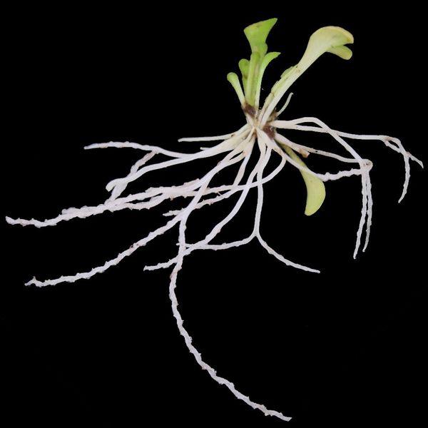 Lobster Pot Root Trap