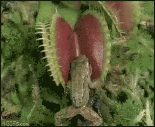 Venus Fly Trap