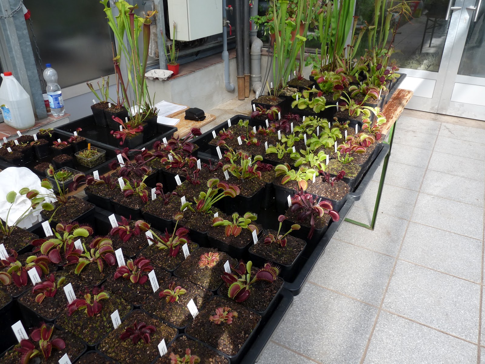 Where to buy carnivorous plants