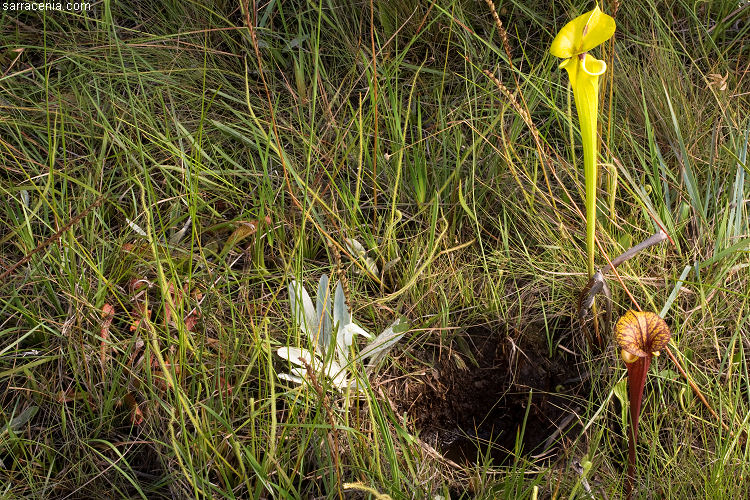 Carnivorous plants in the wild