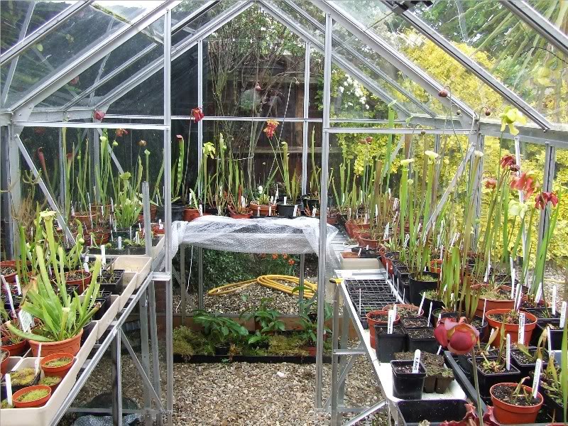 Carnivorous plants and greenhouses