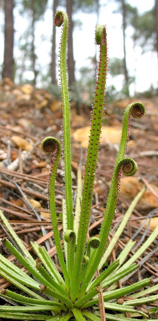 Carnivorous plants habitat