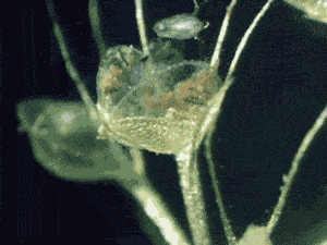Underwater carnivorous plants