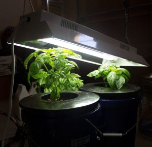 T5 Grow Light Placement