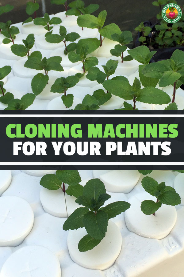 Plant cloning machines make propagation much easier, and the best ones make it an absolute breeze. After testing five, here are the best plant cloners.