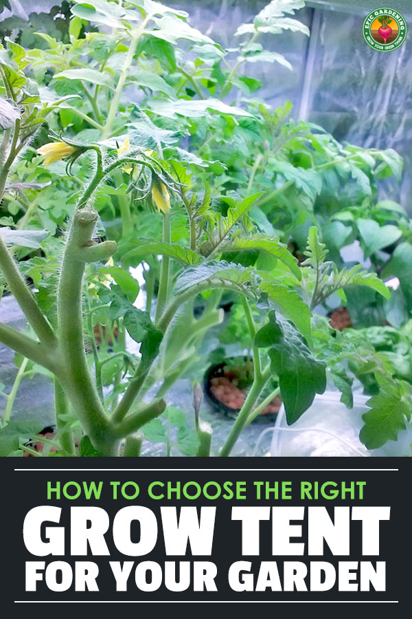 Grow tents are essential for an indoor grower, but it\'s hard to pick the best one for your needs. Read my picks for the best grow tents on the market.