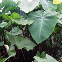 Black Stem