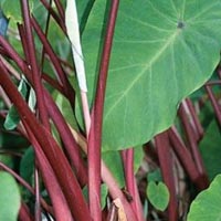 Red Stem
