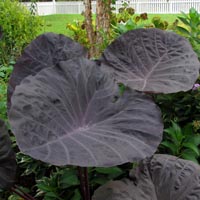 Noble Gigante