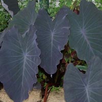 Nigra