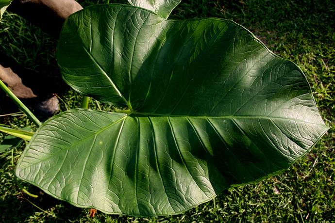 Elephant Ear Plant Care Planting And Growing Tips Epic Gardening
