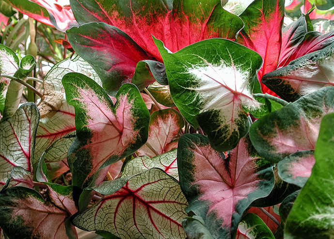 Elephant Ear Plant Care Planting And Growing Tips Epic Gardening