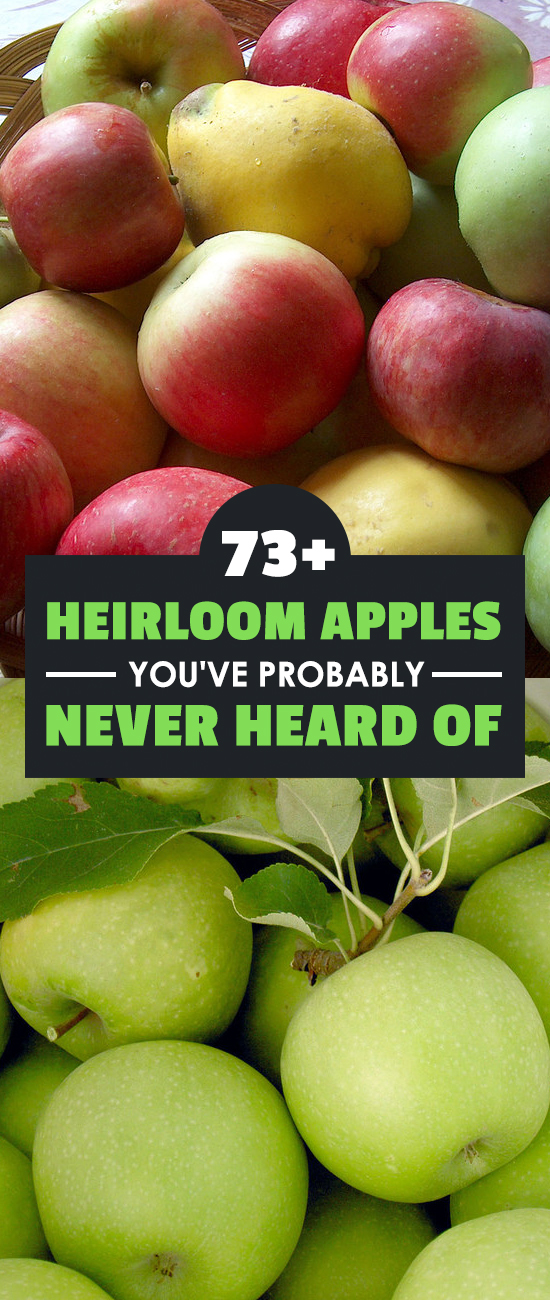 Forget about Granny Smith...there are dozens of heirloom apple varieties that you've probably never heard of! Check out the list and grow some of your own.