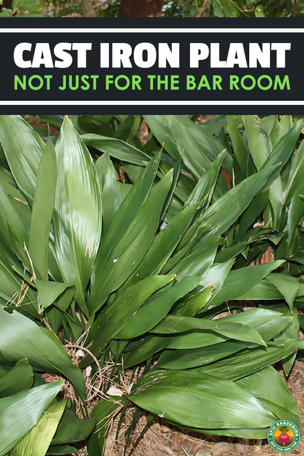 The cast iron plant is a hardy houseplant, making it great for beginners. Learn exactly how to grow the Aspidistra eliator in this gardener's guide.