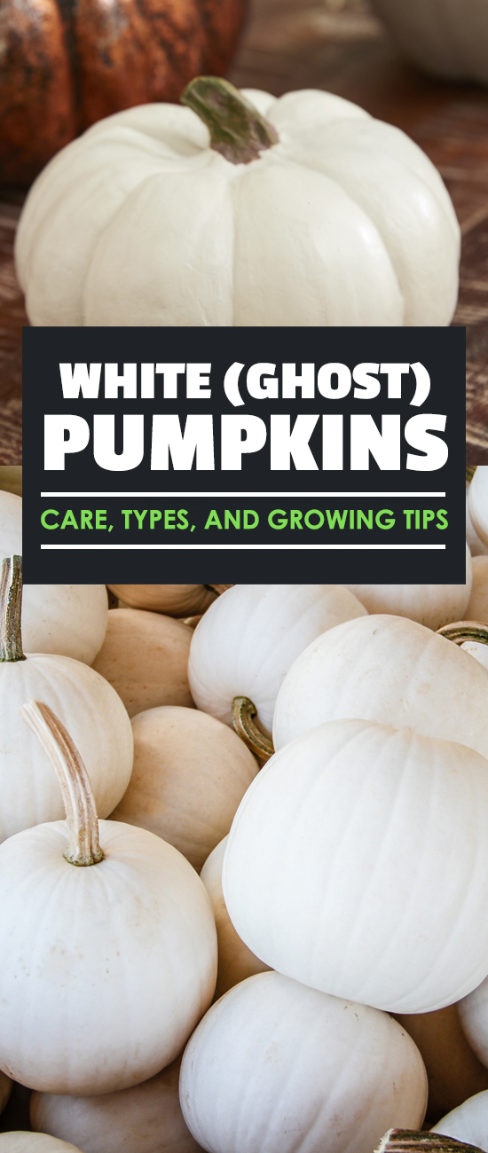 White pumpkins add a splash of brightness to your pumpkin patch and are just as easy to grow as normal pumpkins! Read on for a complete gardener's how to.