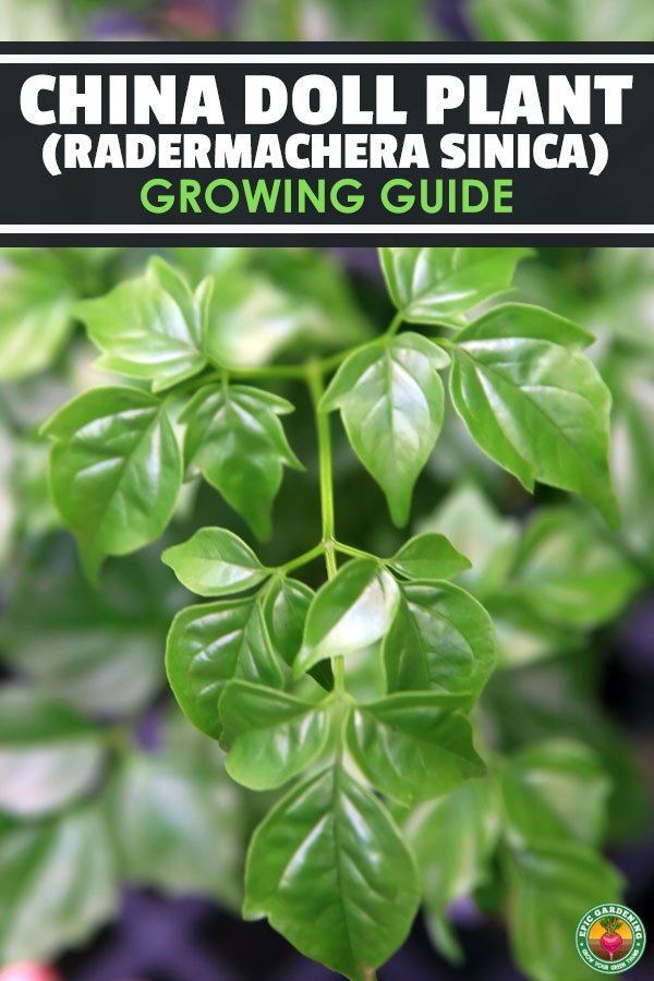 The china doll plant is a compact, popular houseplant for its dark green, oily foliage. Learn exactly how to grow and care for Radermachera Sinica here.
