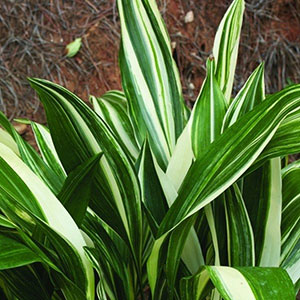 Okame Cast Iron Plant