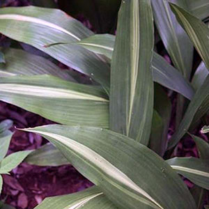Lennon's Song Iron Plant