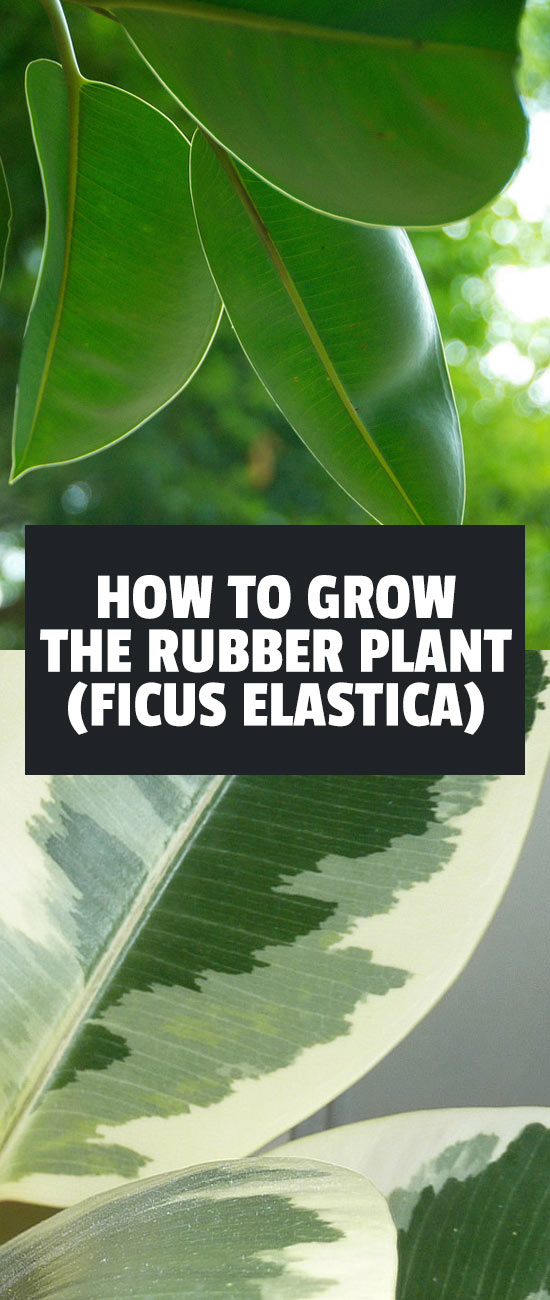 The rubber tree plant is a fantastic indoor houseplant and is pretty easy to take care of. Learn exactly how to grow ficus elastica in this in-depth guide.