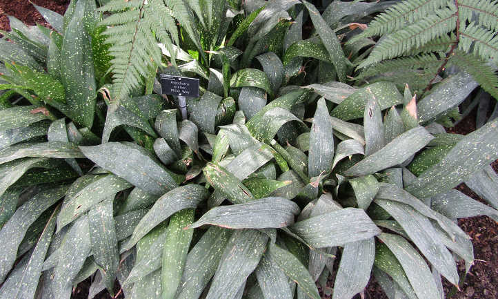 Aspidistra elatior 'Milky Way'