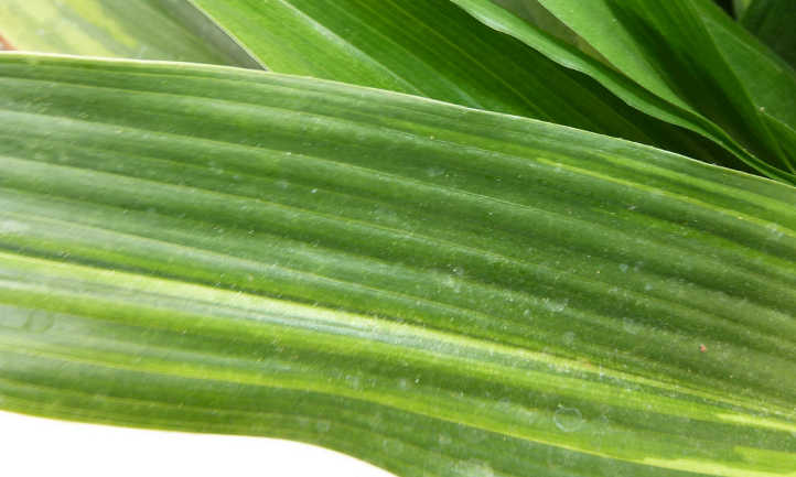 Closeup of cast iron plant leaf