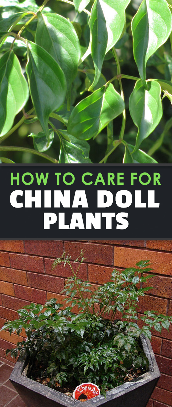 The china doll plant is a compact, popular houseplant for its dark green, oily foliage. Learn exactly how to grow and care for Radermachera Sinica here.