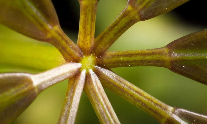 Closeup of leaf joint at stem