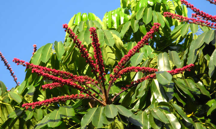 Schefflera actinophylla