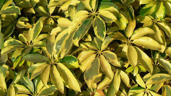 Variegated arboricola