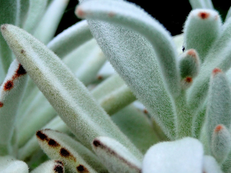 Kalanchoe