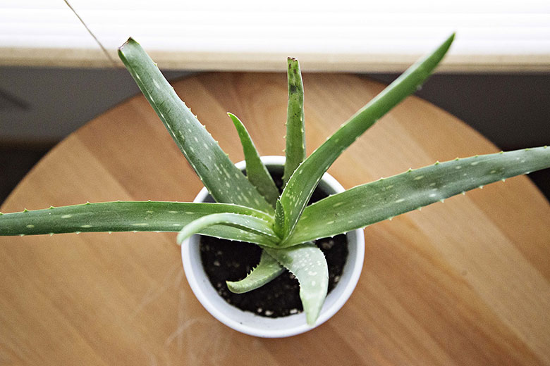 Aloe