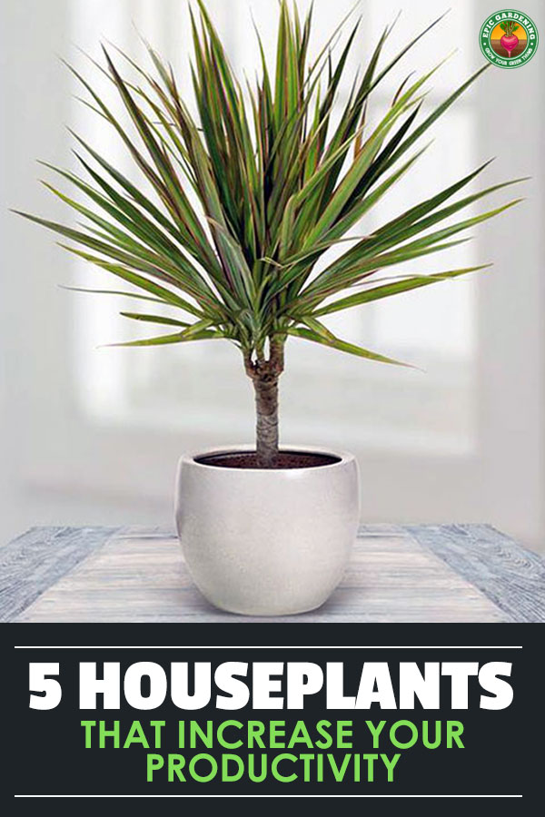 Are you looking to be more productive at your home office or workplace?
What if I told you that the secret to unlocking more productivity could come in the form of a plant? Yes...a simple houseplant.