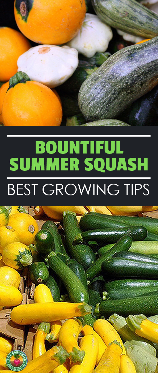 Bountiful harvests can be yours when growing summer squash! Get a list of summer squash types here & everything you need to know for growing.