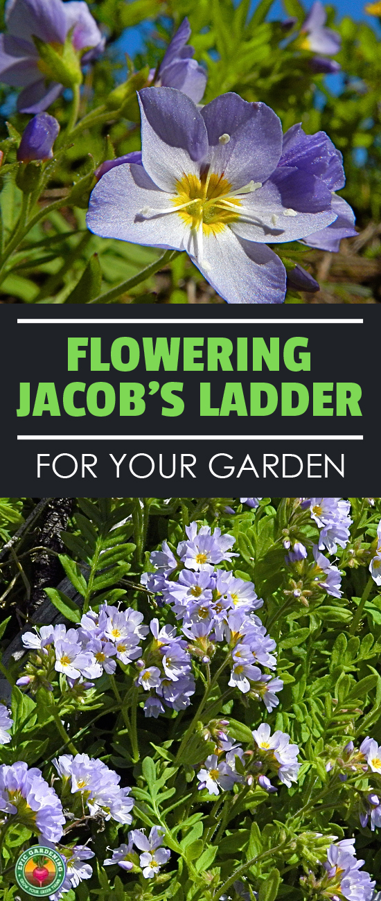 Jacob's ladder plant is an easy to grow, shade loving perennial. Learn about the best ways to care for this plant with our growing guide!