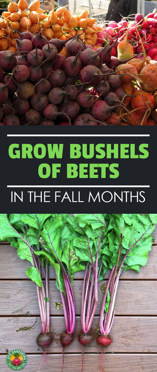 Looking for healthy root vegetables? Growing beets is easy! Our thorough growing guide explains the process from seed to harvest.